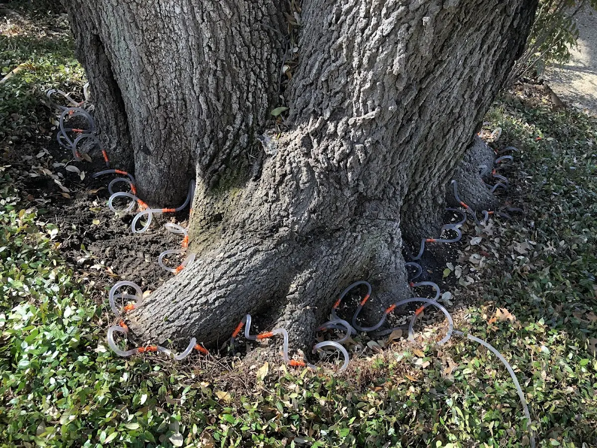 Detailed Tree Cabling and Bracing job site in Reddell